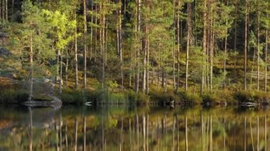 Gün batımında sakin bir göl yüzeyinde yansıması olan güzel bir çam ormanı.