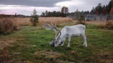 Finlandiya, Laponya 'da güzel beyaz erkek ren geyiği otluyor.. 