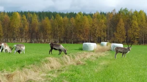 Laponya, Finlandiya 'da monoton bir mevsimde tarlada koşan geyik sürüsü. — Stok video