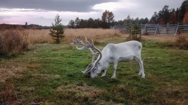 Beautiful white male reindeer grazing on the field in Lapland, Finland. — Stock Video