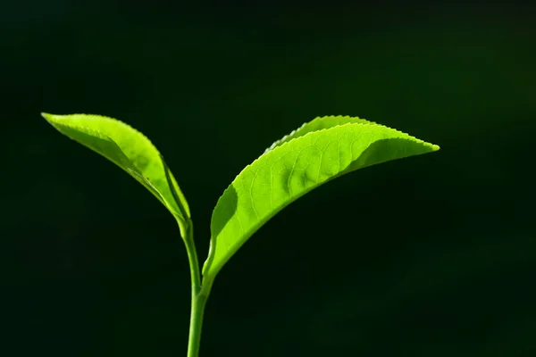 Fresh green tea leaves close-up on dark background. — ストック写真