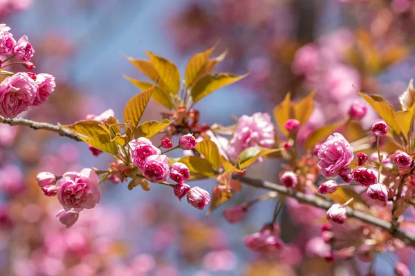Flor de cereja rosa brilhante flores . — Fotografia de Stock