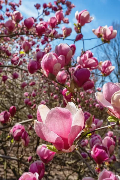 Flowering Magnolia Tulip Tree close up