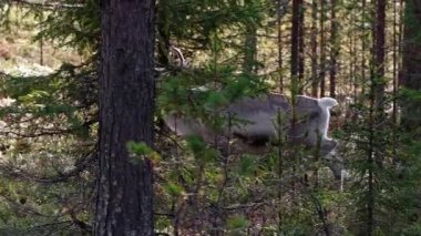 Beautiful reindeer run in the forest in Lapland, Northern Finland