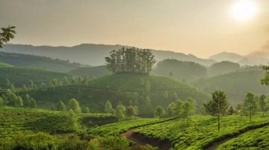 Taze yeşil çay yaprakları Munnar, Kerala, Hindistan 'daki çay tarlalarına yakın..