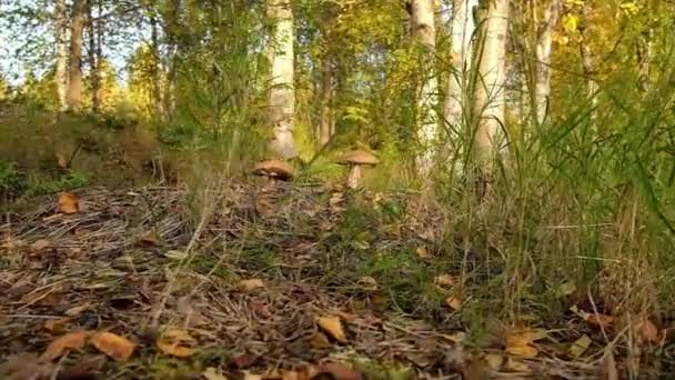 Boletus svamp i höstskogen på nära håll. — Stockvideo