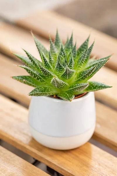 Green succulent plant in ceramic pot on wooden table — Stock Photo, Image