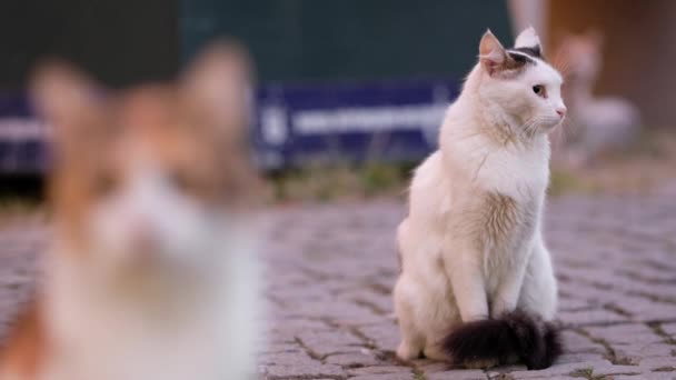 Área de monitoramento de localizadores de gatos ao seu redor — Vídeo de Stock