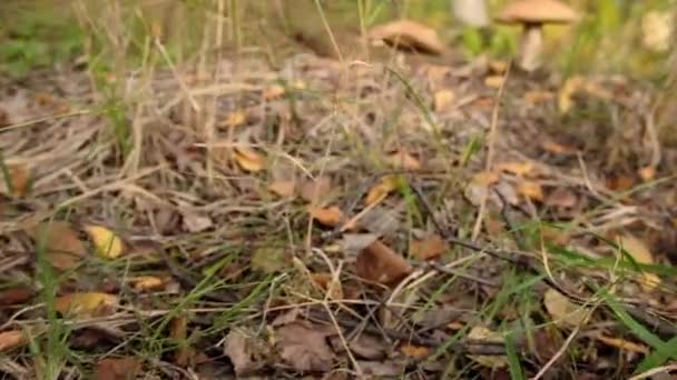 Sonbahar ormanlarında mantar mantarı yakın.. — Stok video