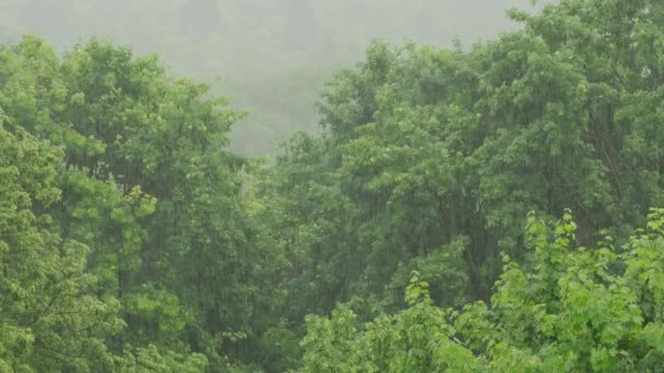 Zware regenbui en harde wind boven de bomen — Stockvideo