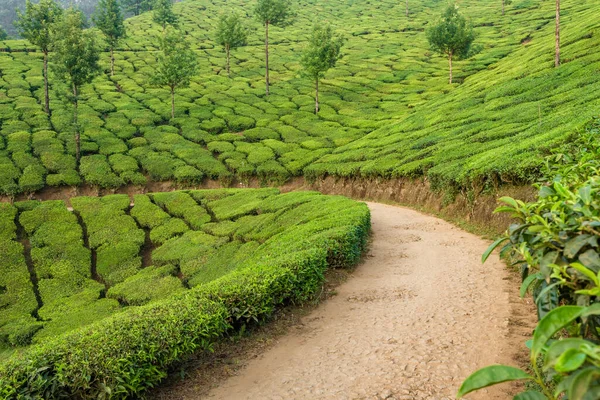 Beau paysage de plantations de thé vert frais à Munnar, Kerala, Inde — Photo