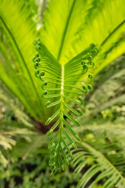 Свежий молодой зеленый папоротник листья крупным планом — стоковое фото