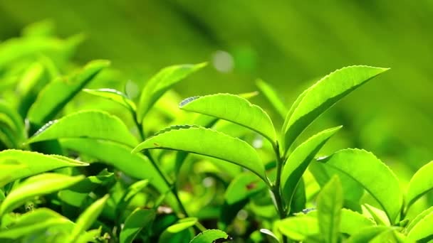 Verse groene thee bladeren close-up op theeplantages in Munnar, Kerala, India. — Stockvideo