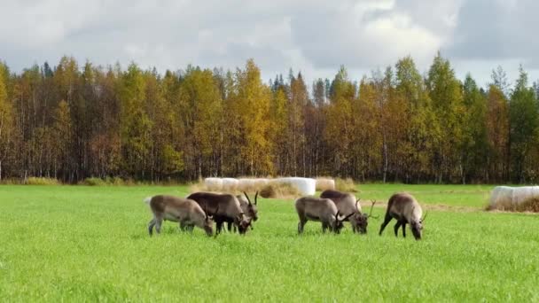 Αγέλη ελαφιών βόσκουν στον αγρό κατά την περίοδο του λούνα παρκ στη Λαπωνία της Φινλανδίας. — Αρχείο Βίντεο