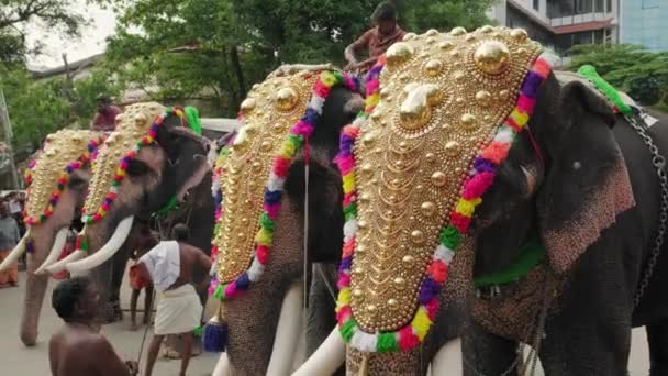 Dekorovaní sloni na chrámovém festivalu v chrámu Šiva, Ernakulam, Kerala, Indie — Stock video