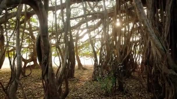 Steadicam tiro de uma bela árvore banyan no início da manhã — Vídeo de Stock