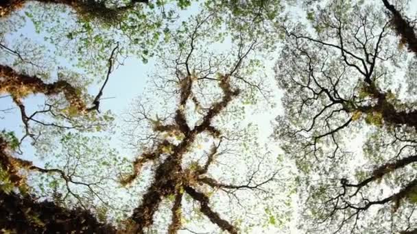 En levant les yeux vers un grand vieil arbre couvert de plantes et de mousse. — Video