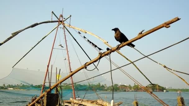 Kråkor som väntar vid kinesiska fiskenät för ny fångst i Cochin, Kerala, Indien — Stockvideo