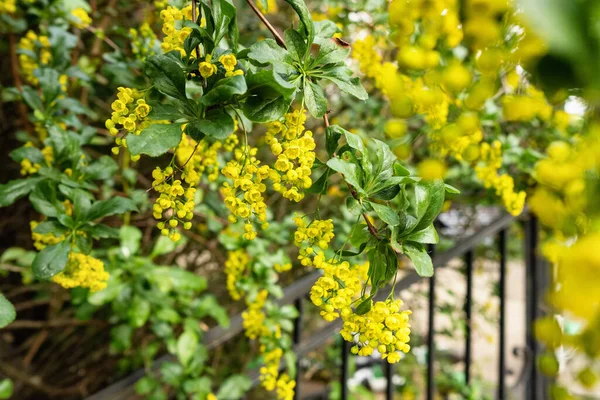 Piccoli fiori gialli sul cespuglio in primavera — Foto Stock