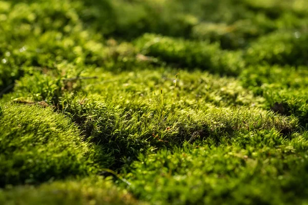 Ormanın zemininde güzel yeşil yosun var. Yaklaş. — Stok fotoğraf
