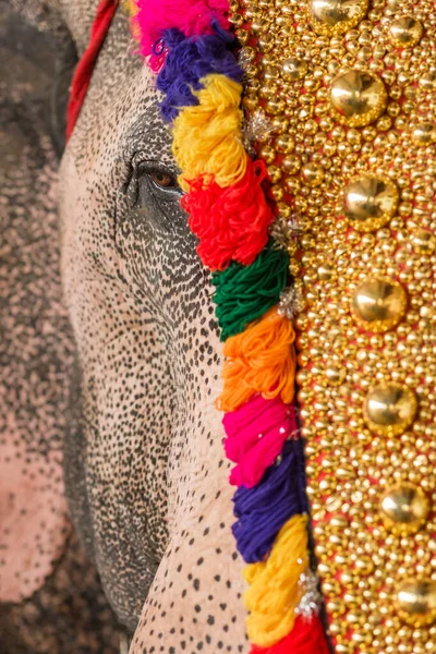 Elefante decorado en el festival del templo de cerca en Kerala, India — Foto de Stock