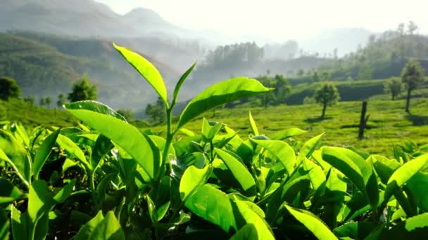 インド・ケーララ州ムナーの茶畑では、新緑の茶葉を間近に見ることができます。. — ストック動画