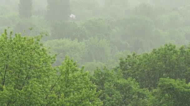 Lluvia fuerte y fuerte viento sobre los árboles — Vídeos de Stock