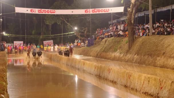 インド・カルナータカ州の水田でのカンバラバッファローレース — ストック動画