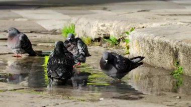 Güneşli bahar gününde bir su birikintisinde banyo yapan güvercinler.. 
