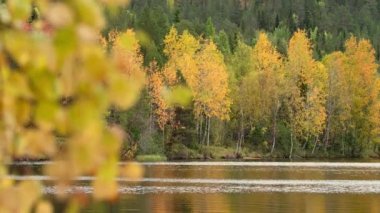 Finlandiya 'da göl kıyısında güzel sonbahar huş ağaçları.