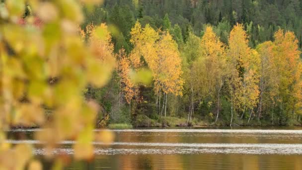 Prachtige herfstberken aan de kust van het meer in Finland. — Stockvideo