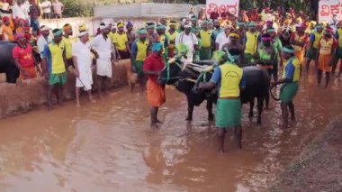 Hindistan, Karnataka eyaletindeki çeltik tarlalarında bufalo yarışı sporu.