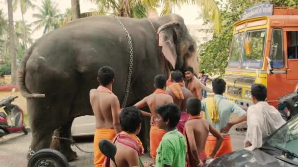 Elefante del templo estacionado en la calle en Fort Kochi, India — Vídeo de stock