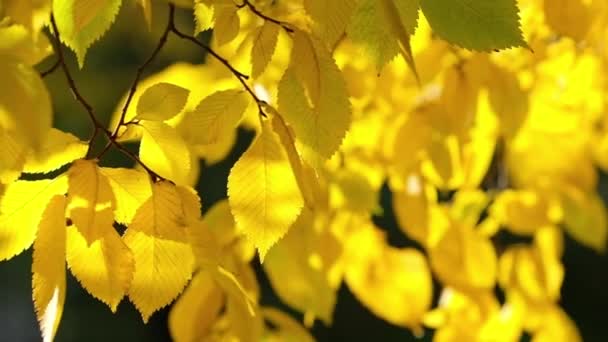 Hermosas hojas de abedul de otoño con luz de fondo — Vídeo de stock