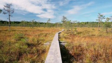 Finlandiya 'nın ulusal parkında bataklık üzerinde güzel ahşap patika