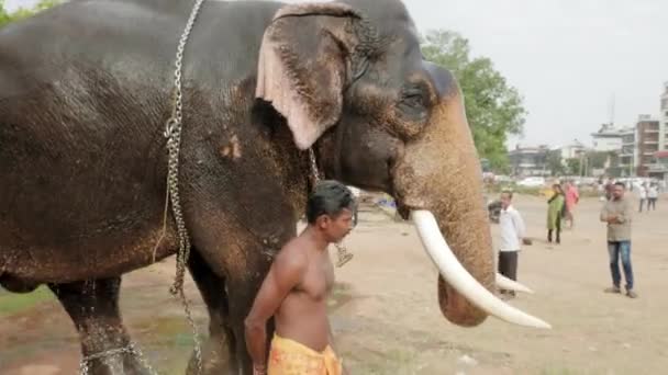 Невідомий індіанський чоловік ходить з слоном у місті Керрі (Індія). — стокове відео