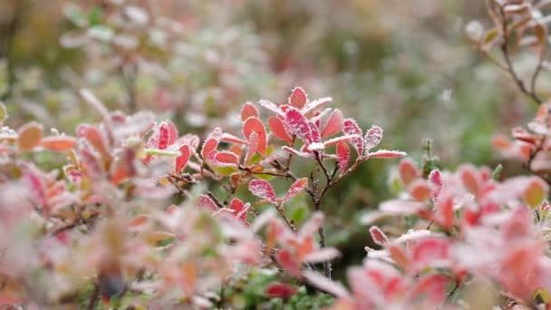 Snow falling in slow motion at colorful bush leaves close up — Stock Video