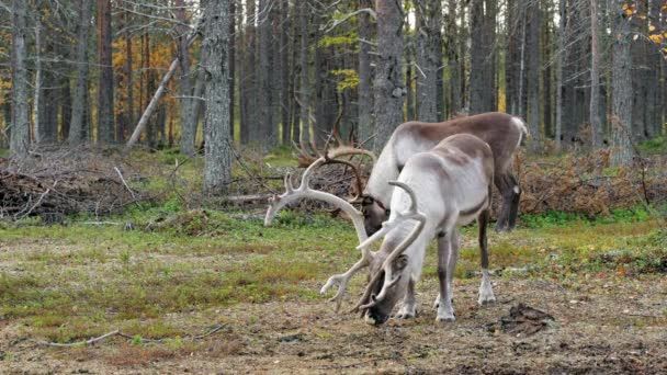 Två vackra renar betar i skogen i Lappland, norra Finland. — Stockvideo