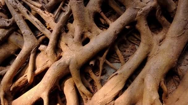 Paredes velhas cobertas por raízes fecham . — Vídeo de Stock
