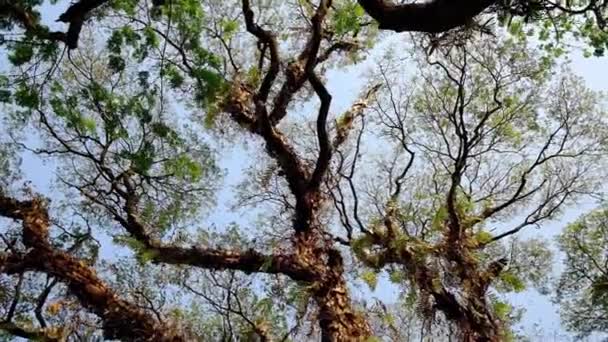 植物や苔で覆われた大きな古い木を見上げます. — ストック動画