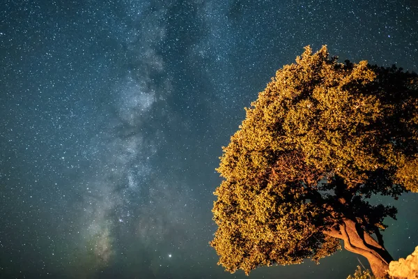Grote boom onder een nachtelijke hemel vol sterren. — Stockfoto