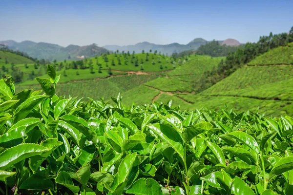 Bourgeon de thé vert et feuilles fraîches ferment sur les plantations de thé à Munnar, Inde — Photo