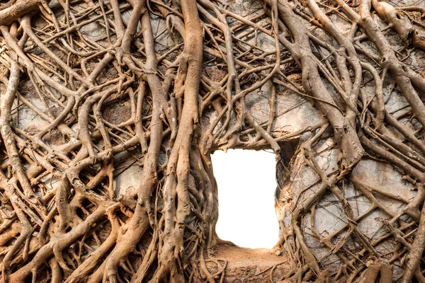 Antiguas paredes cubiertas de raíces de cerca . —  Fotos de Stock