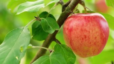 Dala yakın kırmızı elma.