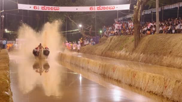 Hindistan, Karnataka eyaletindeki çeltik tarlalarında bufalo yarışı sporu. — Stok video