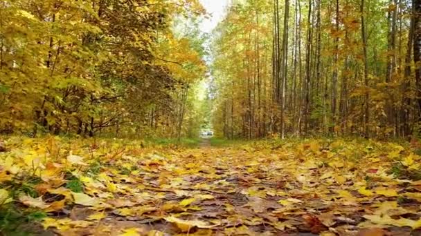 POV se déplaçant le long d'une belle route forestière couverte de feuilles d'automne 