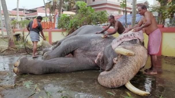 Нерозпізнані чоловіки миють слона в храмі Кочіна (Керала, Індія). — стокове відео