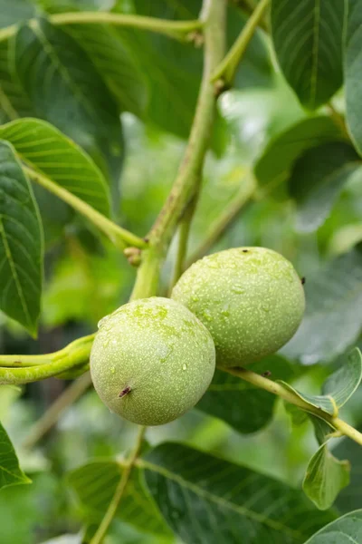 Зеленые грецкие орехи на ветке дерева — стоковое фото