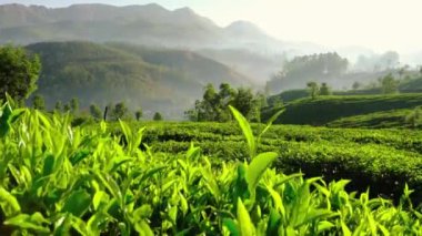 Steadicam shot of tea plantations in Munnar, India