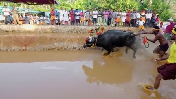 印度卡纳塔克邦稻田里的坎巴拉水牛赛跑运动 — 图库视频影像